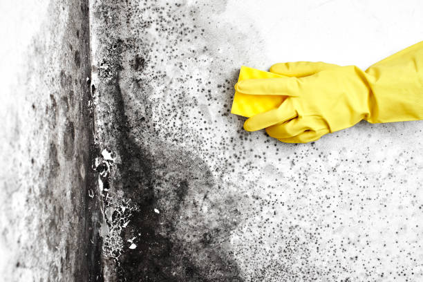 Best DIY Mold Remediation Support Services in Menlo Park Terrace, NJ