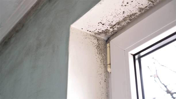 Best Post-Remediation Services in Menlo Park Terrace, NJ