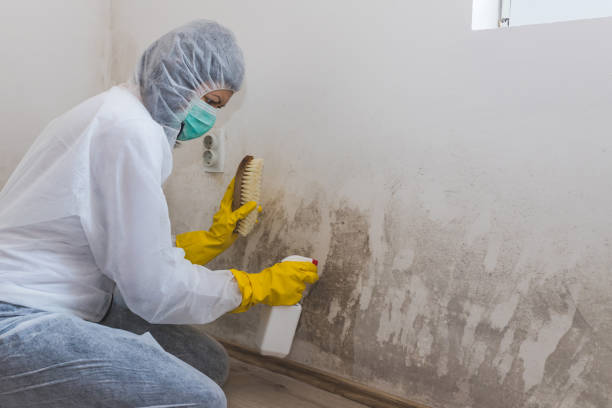 Best White Mold Remediation in Menlo Park Terrace, NJ
