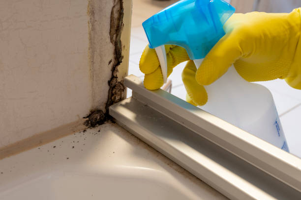 Trusted Menlo Park Terrace, NJ Mold Remediation Experts