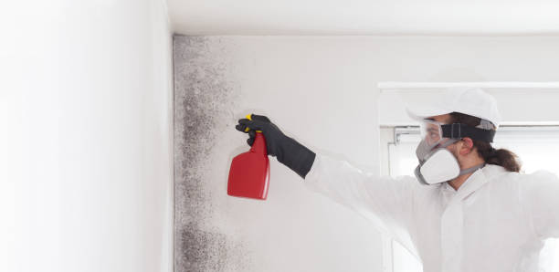 Best Health and Safety Mold Remediation in Menlo Park Terrace, NJ