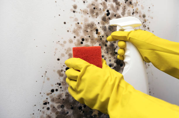 Best Industrial Mold Remediation in Menlo Park Terrace, NJ