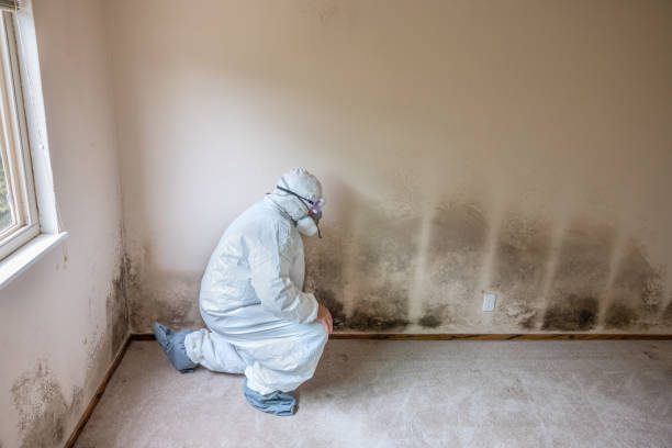 Best Basement Mold Remediation in Menlo Park Terrace, NJ