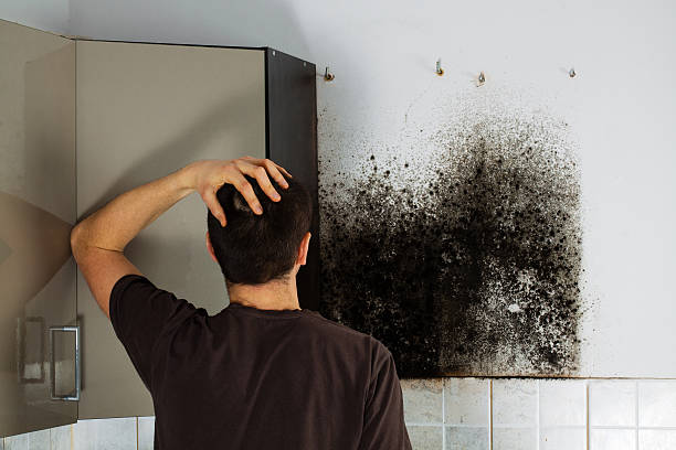 Best Mold Testing and Inspection Services in Menlo Park Terrace, NJ