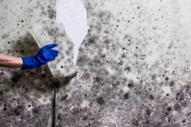 Best Insurance-Related Mold Remediation in Menlo Park Terrace, NJ