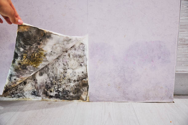 Best Bathroom Mold Remediation in Menlo Park Terrace, NJ